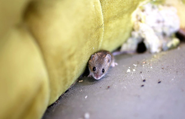 Keep Mice Away from Your Bed