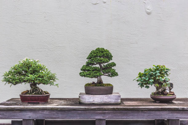 How Much Is A Bonsai Tree Cost? 