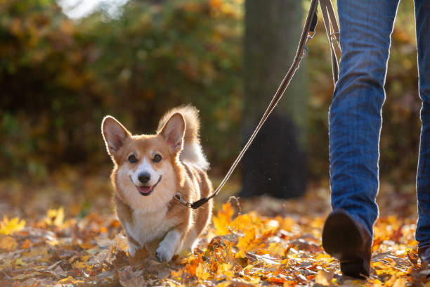 Are Corgis Hypoallergenic: Facts You Need To Know