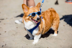 Are Corgis Hypoallergenic: Facts You Need To Know